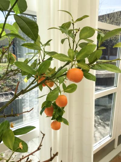 Appelsintræ