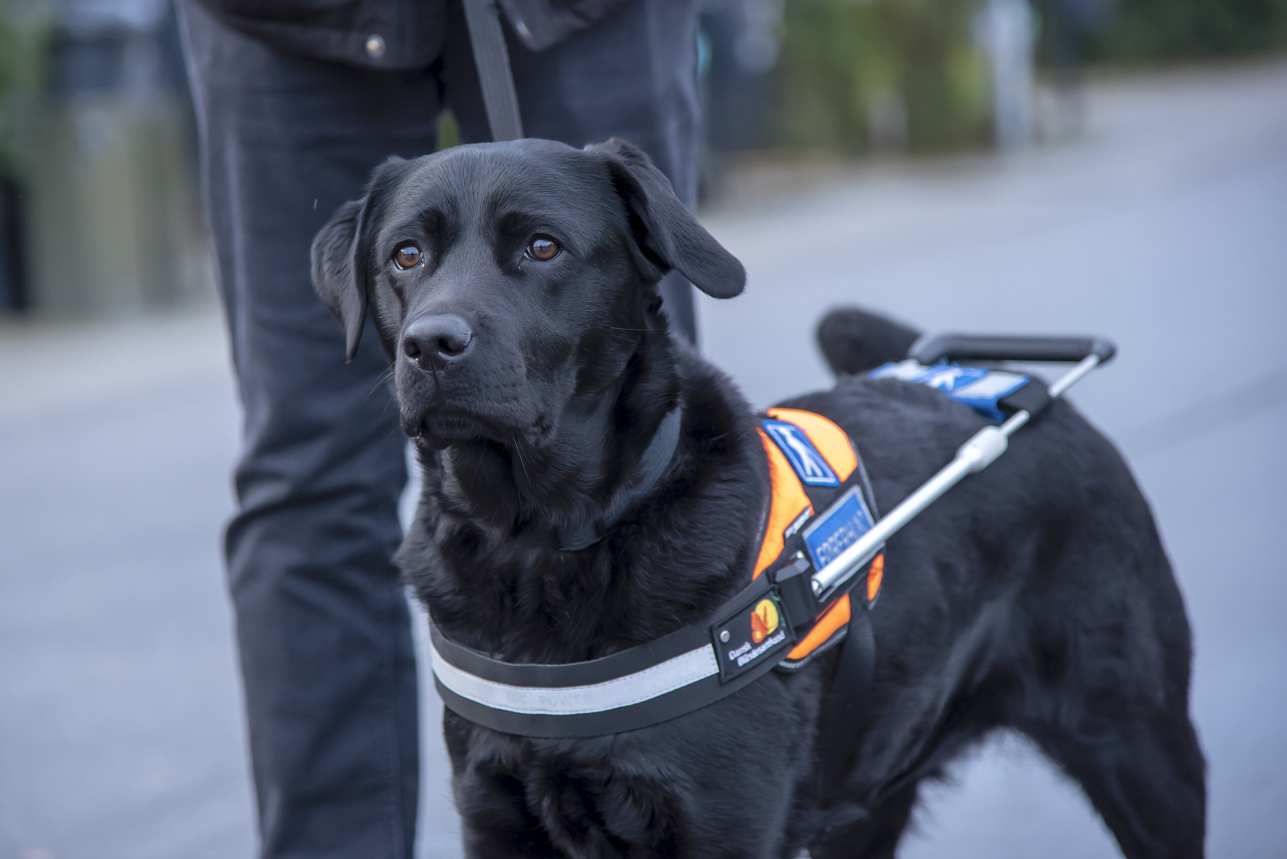 Sort førerhund, med sin bøjle på.