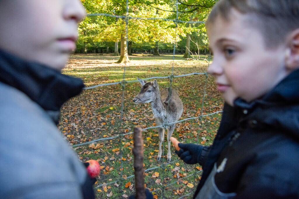 To børn står ved hegnet i skoven udenfor Fuglsangcentret. Lige på den anden side af hegnet står et hjortekid.